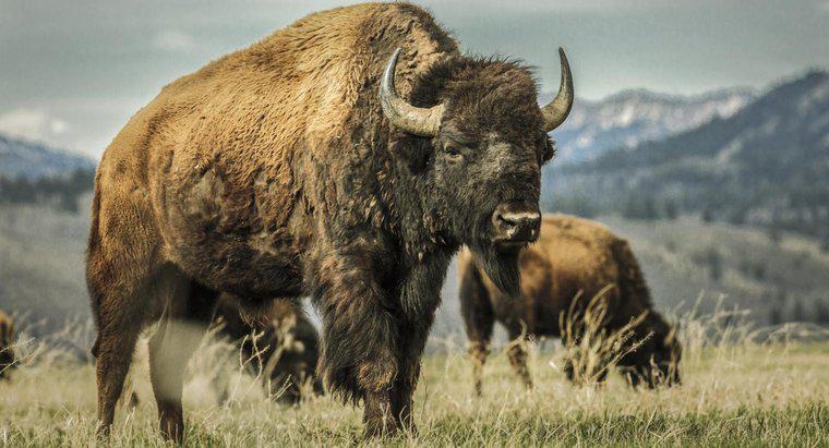 Quels types d'animaux vivaient autrefois dans les Prairies?