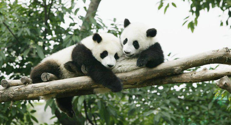 Où sont les habitats restants des pandas ?