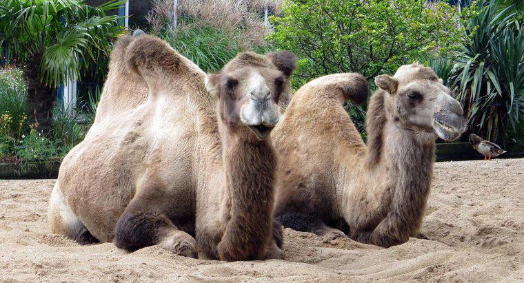 Comment les chameaux se protègent-ils des prédateurs ?