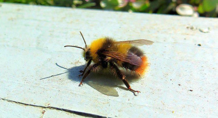 Combien de pattes une abeille a-t-elle ?