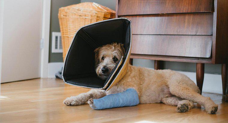 Comment puis-je aider la jambe cassée de mon chien à guérir ?