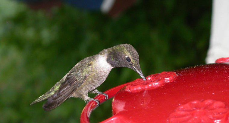Que mangent les colibris ?