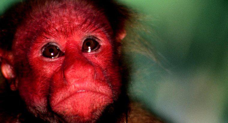 Comment s'appelle un singe à face rouge ?