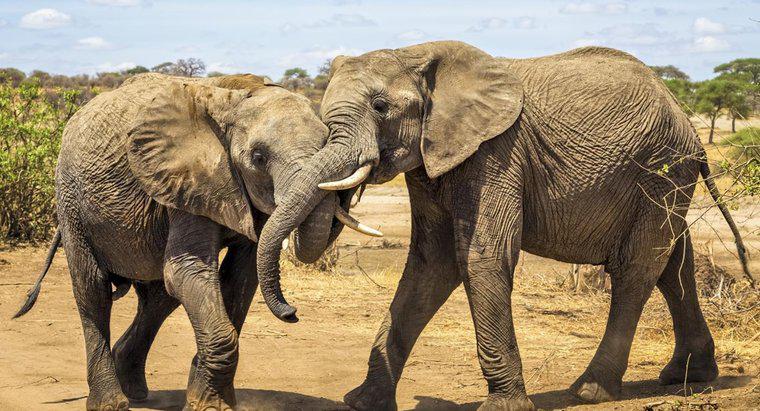 Comment les éléphants s'accouplent-ils ?