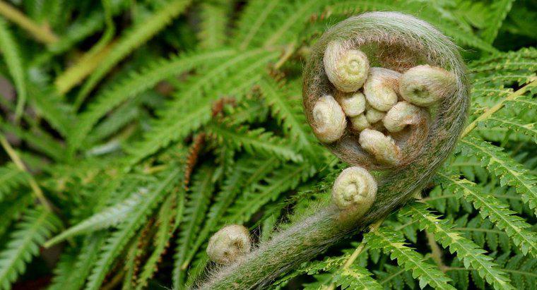 Quelles sont les caractéristiques des gymnospermes ?