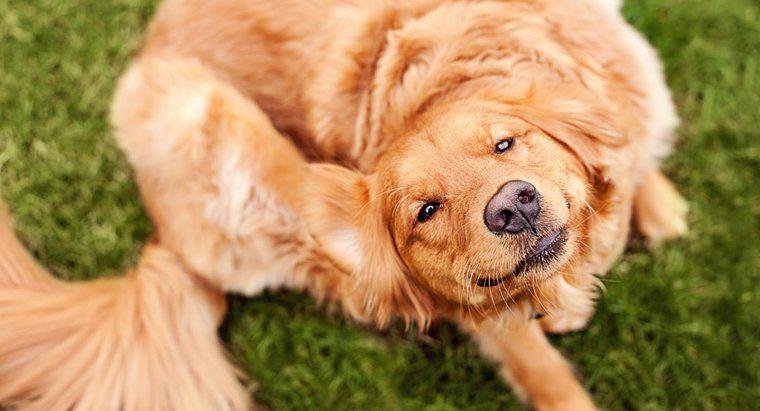 Les puces de chien peuvent-elles mordre les humains ?