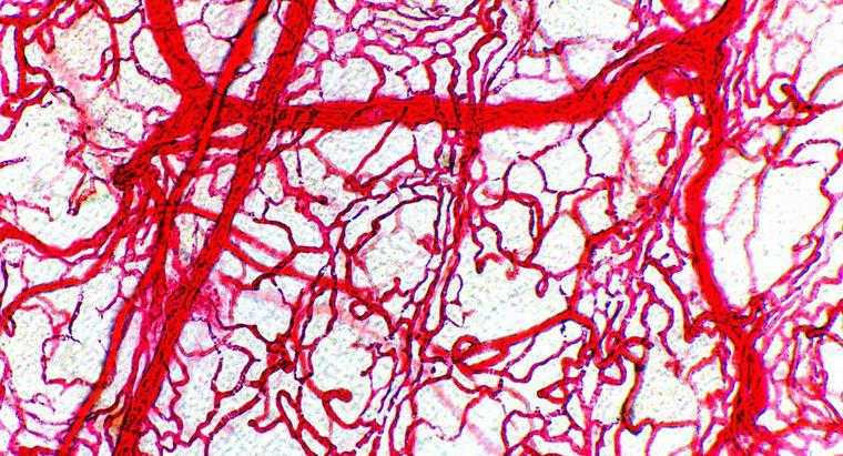Pourquoi les artères ont-elles des parois plus épaisses que les veines ?