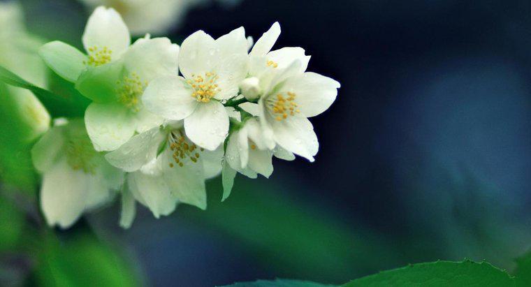 Quelle est la plante de jasmin la plus parfumée ?