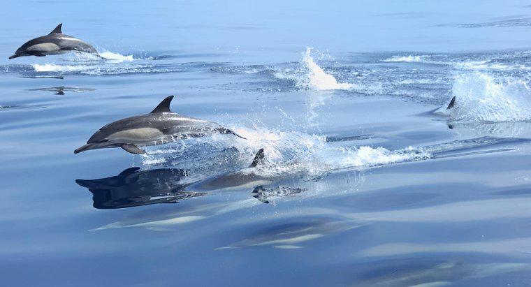 À quelle vitesse les dauphins peuvent-ils nager ?