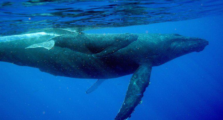 Comment les bébés baleines boivent-ils le lait de leur mère ?