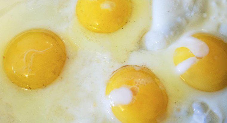 Qui a été la première personne à manger un œuf ?