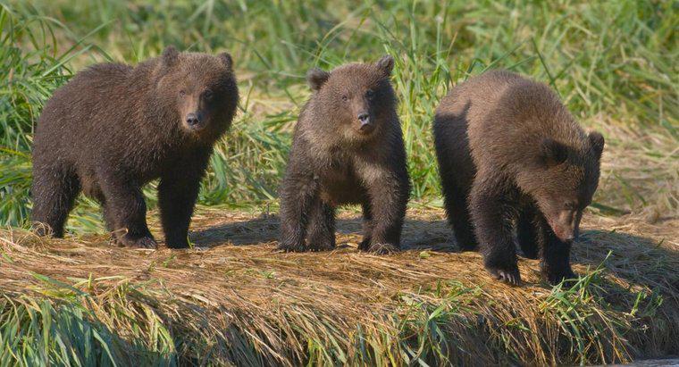 Comment s'appelle un groupe d'ours ?