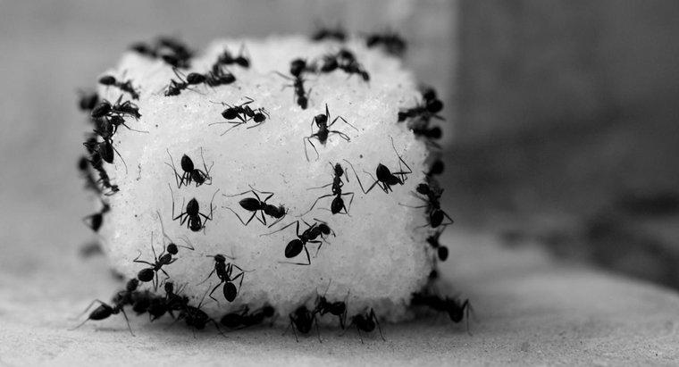 Comment tuer les fourmis avec du vinaigre ?