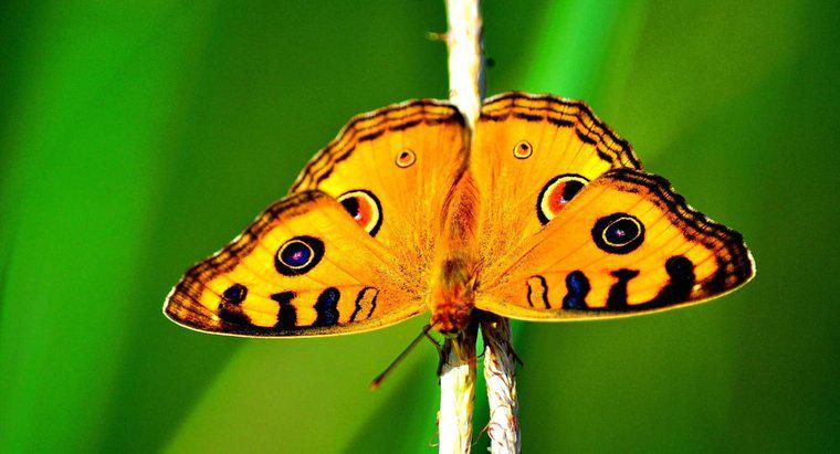 Comment les papillons se protègent-ils ?