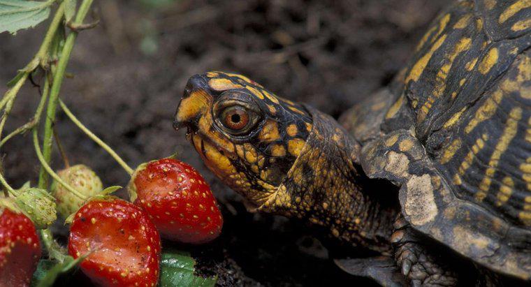 Que mangent les tortues-boîtes orientales ?