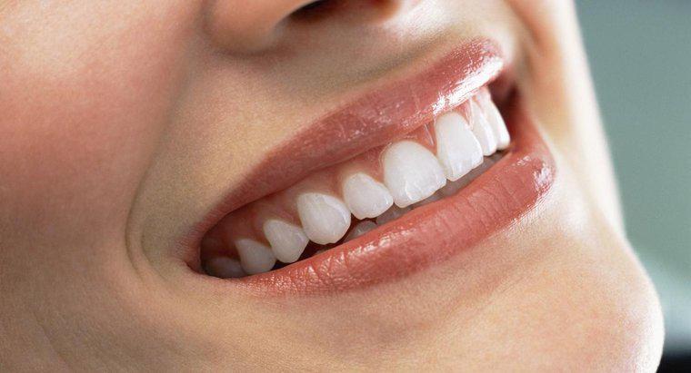 Les adultes peuvent-ils faire pousser de nouvelles dents ?