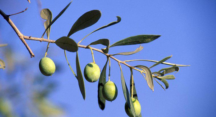 Que symbolise l'olivier ?