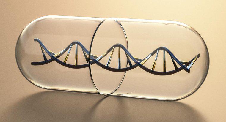 Qu'est-ce qui compose les côtés de l'échelle d'une molécule d'ADN ?