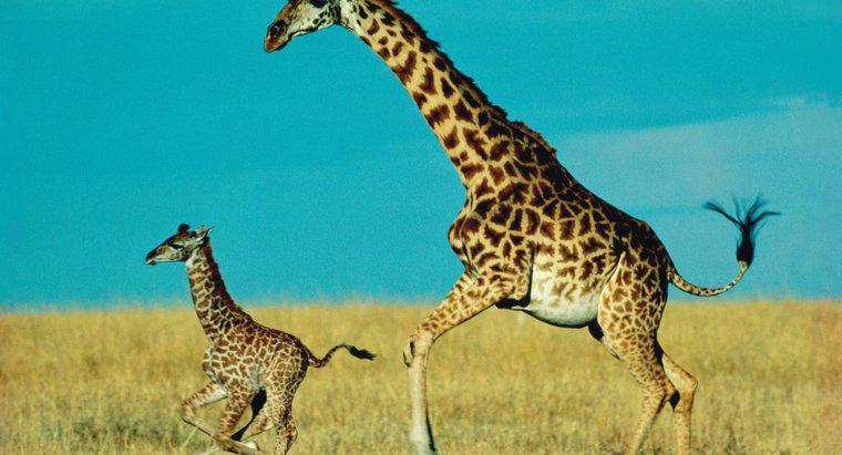 Combien de temps un bébé girafe reste-t-il avec sa mère ?