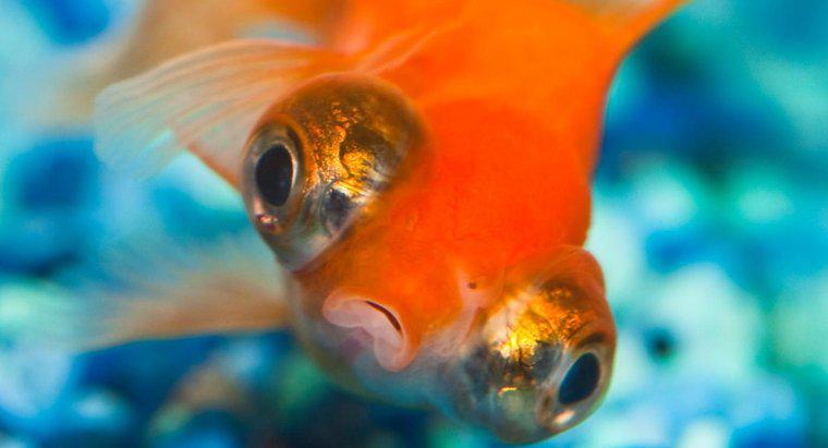 Pourquoi les poissons rouges nagent-ils à l'envers ?