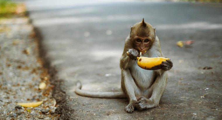 Quel genre de nourriture les singes mangent-ils ?