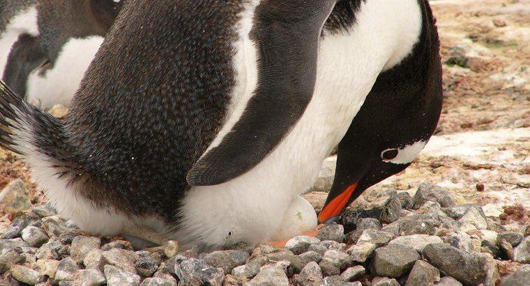 Combien d'œufs les pingouins pondent-ils ?