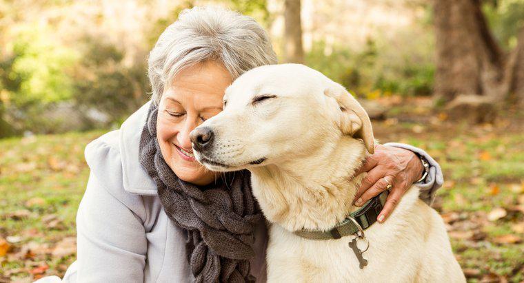 Combien de temps les chiens vivent-ils en moyenne ?