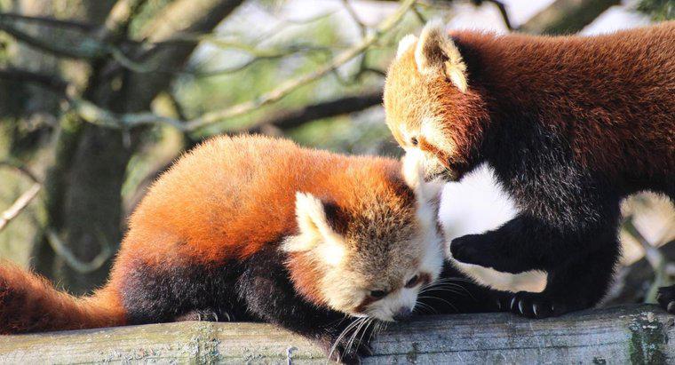 Est-il légal de posséder un panda roux comme animal de compagnie ?