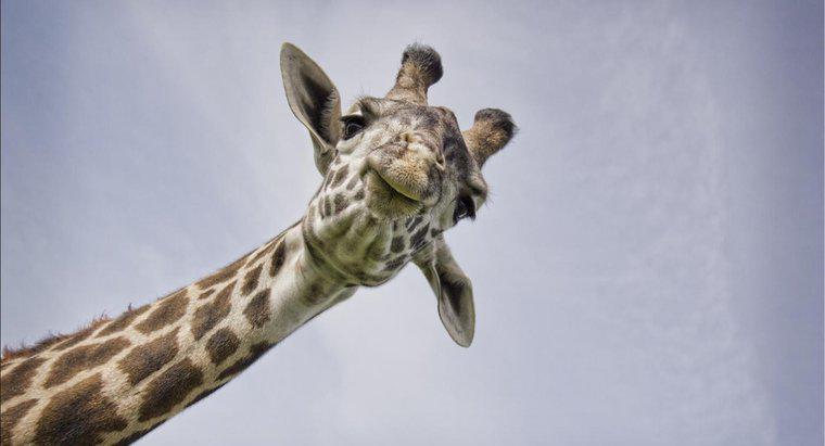 Quels types de sons font les girafes ?