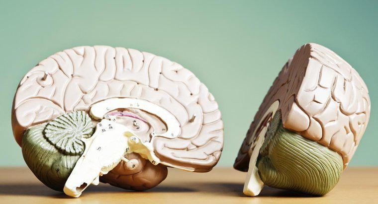 Qu'est-ce qui relie les deux hémisphères du cerveau ?